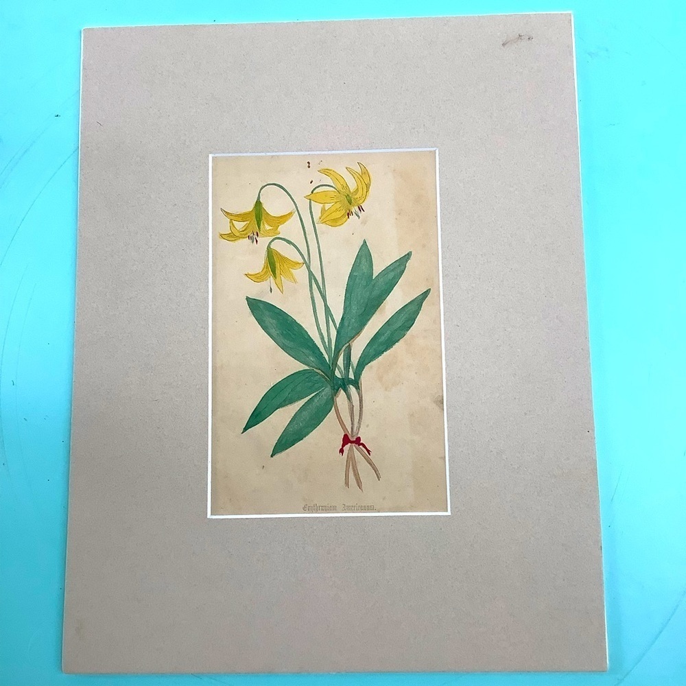 Early 19th Century Hand Painted Botanical Flowers